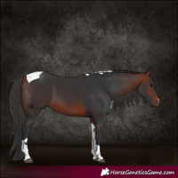 Horse Color:Bay Tobiano 