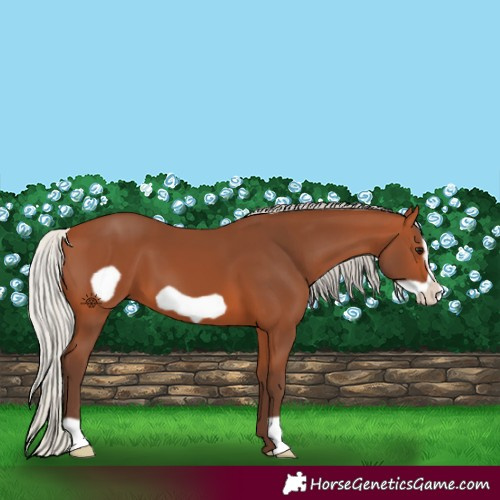 Horse Color:Silver Bay Frame 