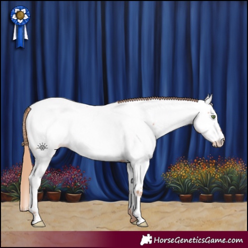 Horse Color:Gold Champagne Appaloosa 