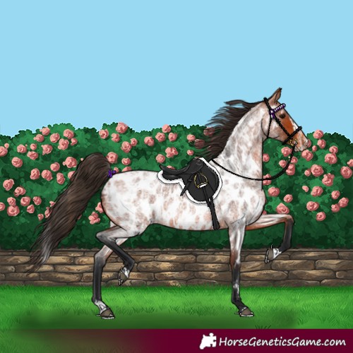 Horse Color:Bay Roan Near Leopard  and Bay Roan Splash Near Leopard 