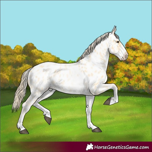 Horse Color:White Spotted Palomino Ice Roan Near Leopard 
