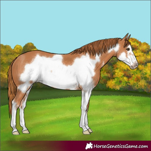 Horse Color:Chestnut Sabino Frame