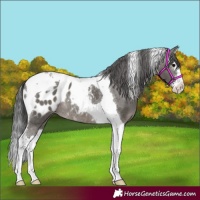 Horse Color:Grullo Splash Tobiano Appaloosa Rabicano 