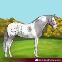 Horse Color:Grullo Splash Tobiano Blanket Rabicano 