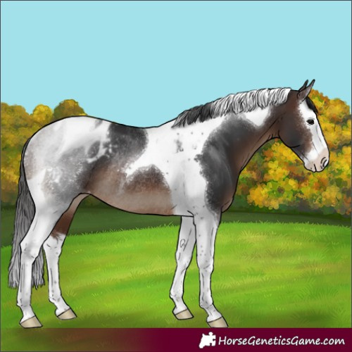Horse Color:Brown Splash Tobiano Appaloosa Rabicano
