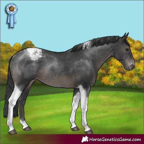 Horse Color:Black Tobiano Varnish Rabicano 