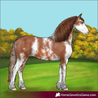 Horse Color:Chestnut Sabino Appaloosa