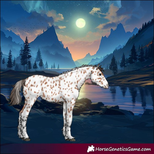 Horse Color:Bay Appaloosa 