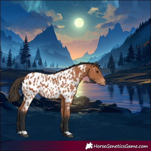 Horse Color:Bay Appaloosa 