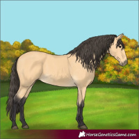 Horse Color:Buckskin