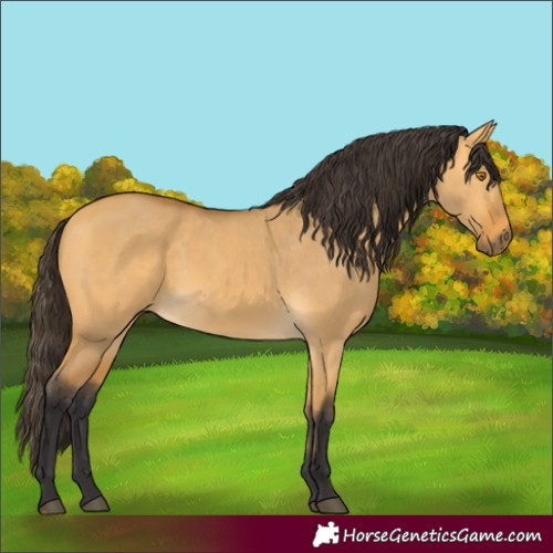 Horse Color:Buckskin Dun 