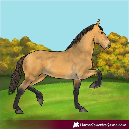 Horse Color:Buckskin