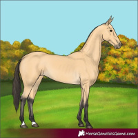 Horse Color:Buckskin 