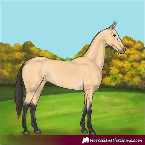 Horse Color:Buckskin