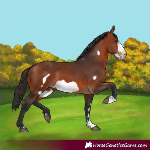 Horse Color:Bay Frame 
