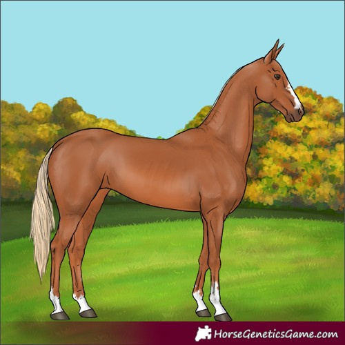 Horse Color:Chestnut 