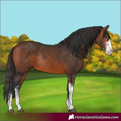 Horse Color:Bay Sabino Rabicano
