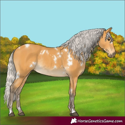 Horse Color:White Spotted Silver Buckskin Rabicano