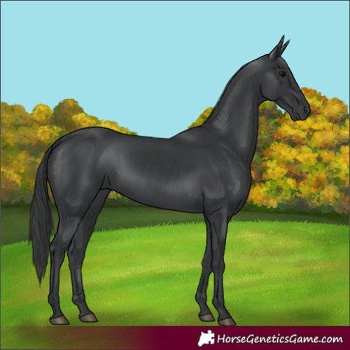Horse Color:Black 