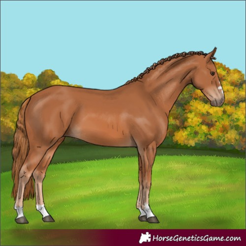 Horse Color:Chestnut 