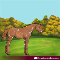 Horse Color:White Spotted Chestnut 