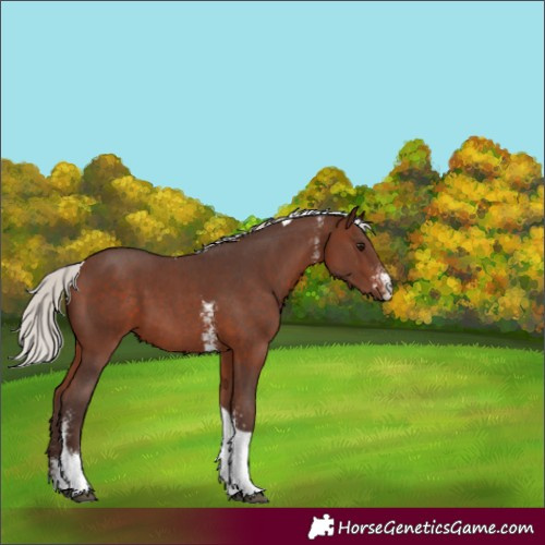 Horse Color:Unknown 