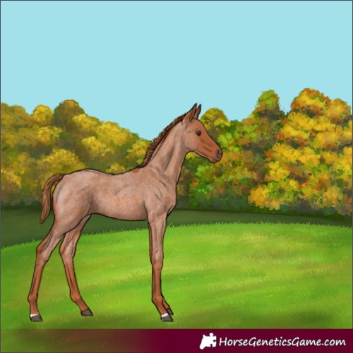 Horse Color:Red Roan