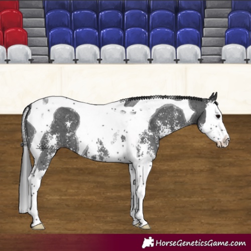 Horse Color:Black Sabino Splash Tobiano 