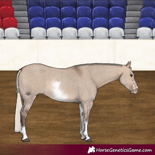 Horse Color:White Spotted Silver Brown Dun 