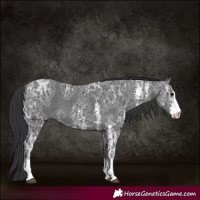 Horse Color:Black Ice Sabino