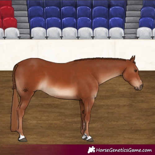Horse Color:Chestnut 