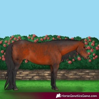 Horse Color:Brown 