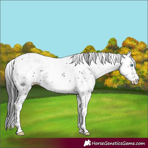 Horse Color:White Spotted Black Splash Tobiano 