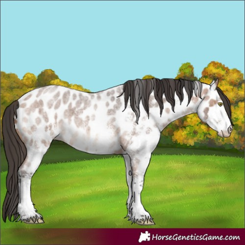 Horse Color:White Spotted Bay Roan Leopard 