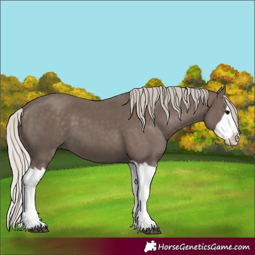 Horse Color:Unknown 