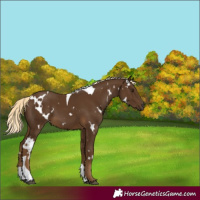 Horse Color:White Spotted Chocolate Palomino Tobiano 