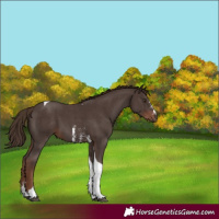 Horse Color:Liver Chestnut Sabino Tobiano 