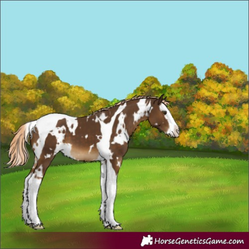 Horse Color:White Spotted Chocolate Palomino Splash Tobiano