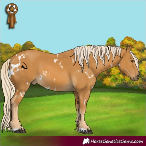 Horse Color:White Spotted Palomino