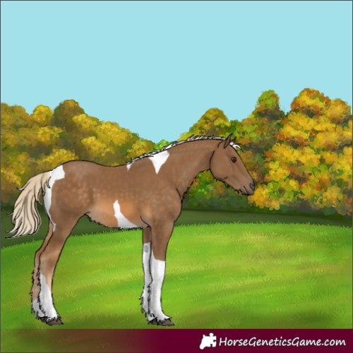 Horse Color:Chocolate Palomino Tobiano