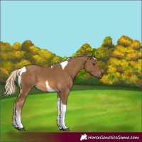 Horse Color:Chocolate Palomino Tobiano 