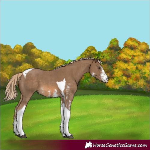 Horse Color:Chocolate Palomino Sabino Tobiano
