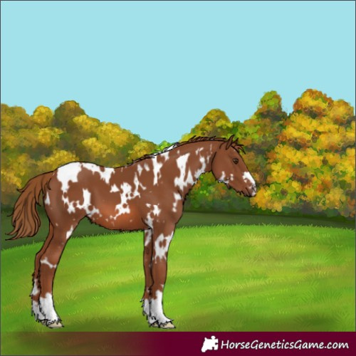 Horse Color:White Spotted Chestnut