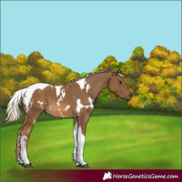 Horse Color:White Spotted Chocolate Palomino Tobiano 