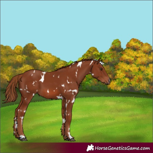 Horse Color:White Spotted Chestnut