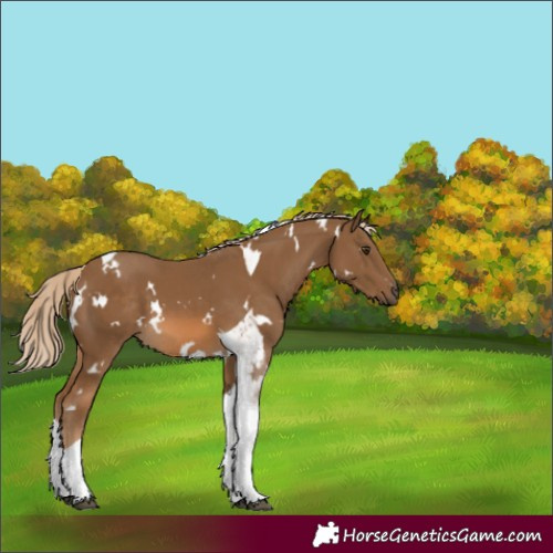 Horse Color:White Spotted Chocolate Palomino Tobiano 