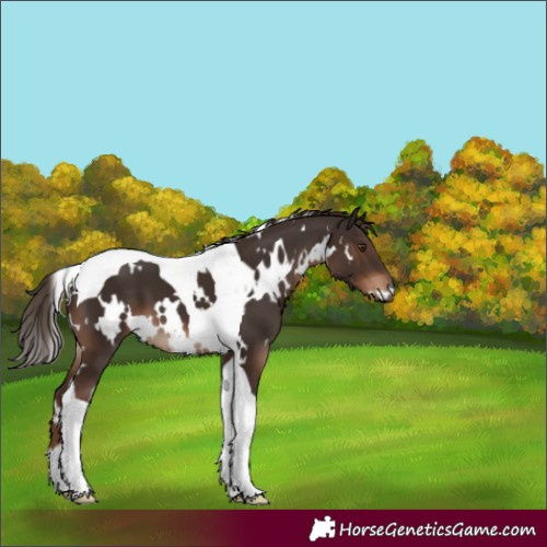 Horse Color:White Spotted Liver Chestnut Tobiano 