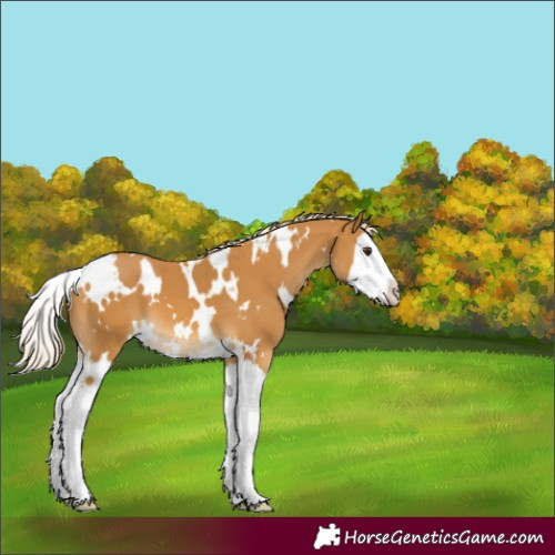 Horse Color:White Spotted Palomino Splash 