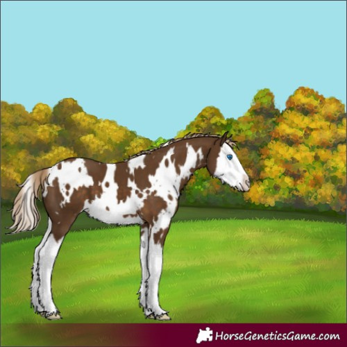 Horse Color:White Spotted Chocolate Palomino Splash
