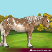 Horse Color:White Spotted Chocolate Palomino